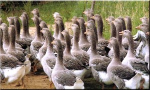 Penna d'oca personalizzata